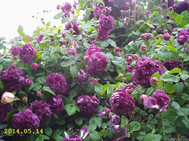 'Cardinal de Richelieu (Hybrid China, Parmentier, pre 1847)' rose, click to enlarge 'Cardinal de Richelieu (Hybrid China, Parmentier, pre 1847)' rose photo