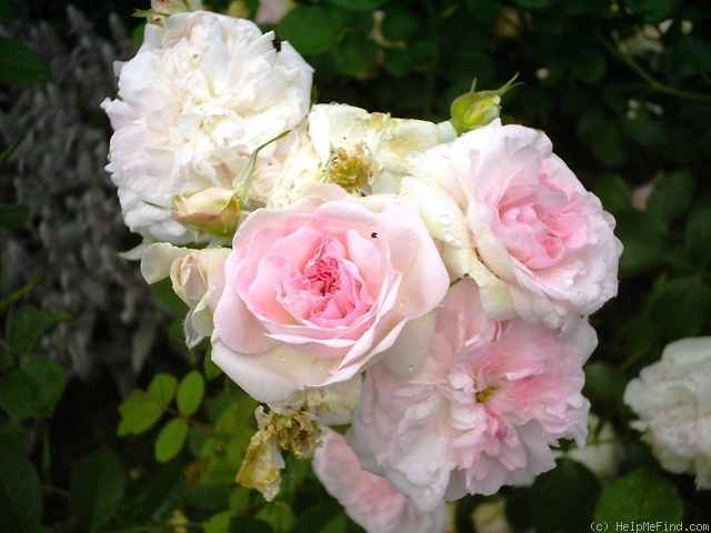 'Rosemoor ™' rose photo