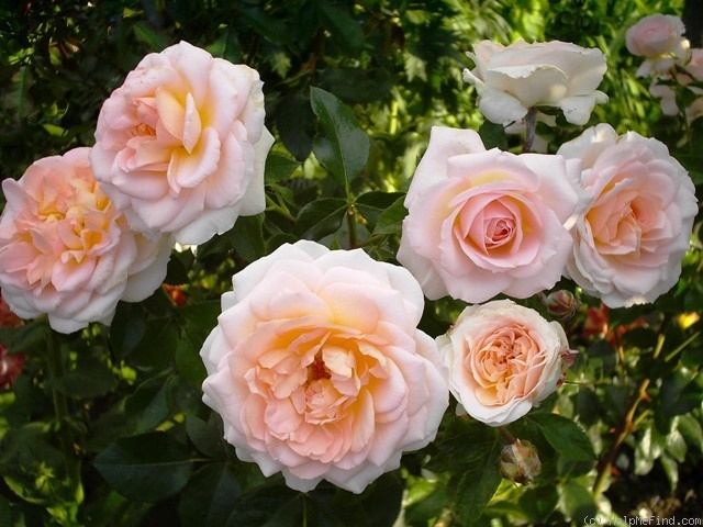 'Schloss Eutin ® Fairy Tale' rose photo