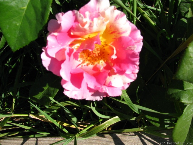 'Claude Monet ® (Hybrid Tea, Christensen, 1992)' rose photo