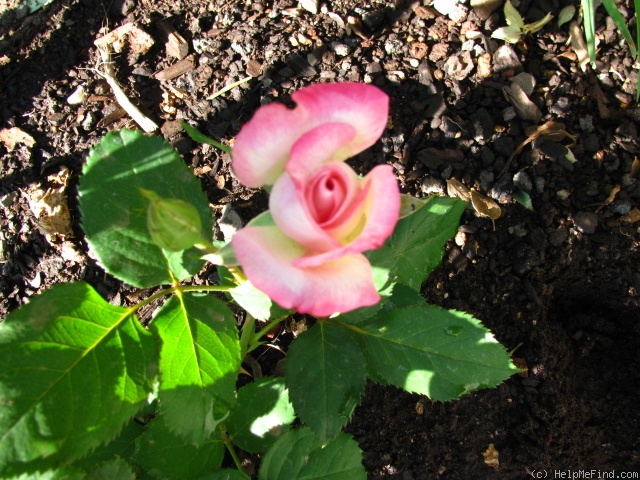 'Sandy's Pick' rose photo