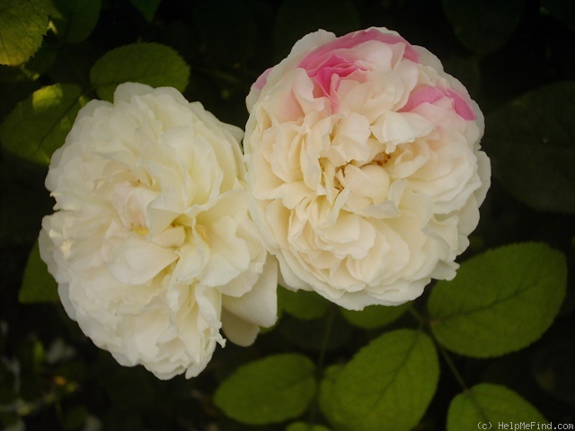 'Winchester Cathedral ®' rose, click to enlarge 'Winchester Cathedral ®' rose photo