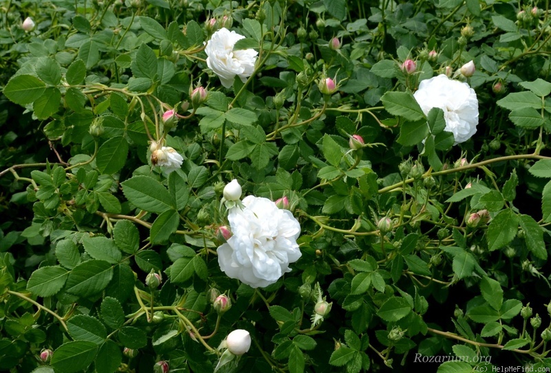 'Madame Plantier (hybrid noisette, Plantier, 1835)' rose, click to enlarge 'Madame Plantier (hybrid noisette, Plantier, 1835)' rose photo