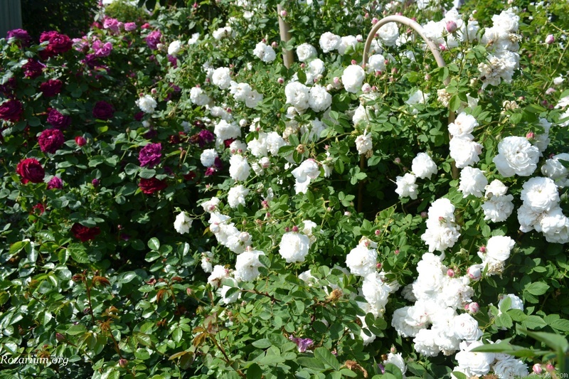 'Madame Plantier (hybrid noisette, Plantier, 1835)' rose photo