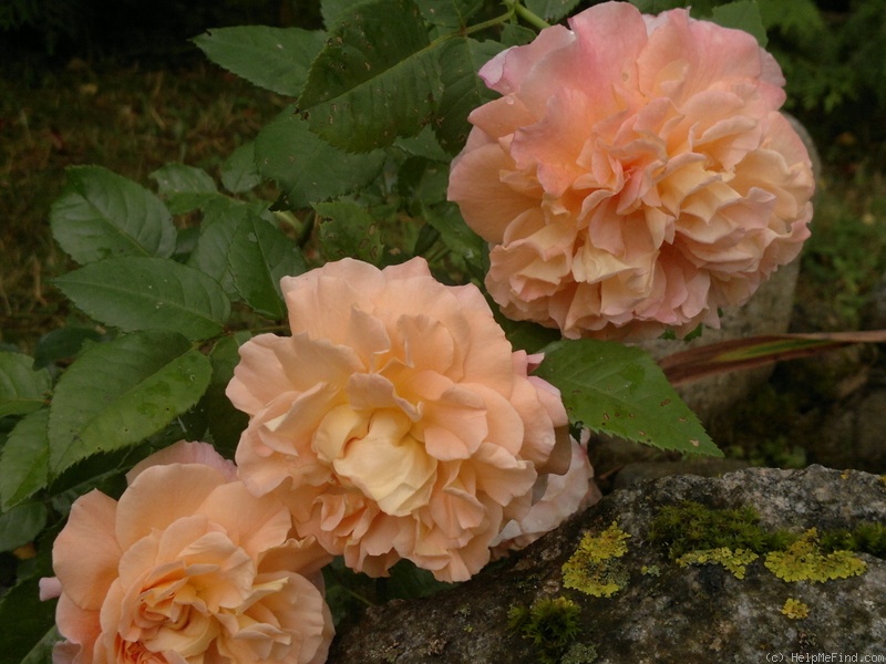 'Augusta Luise ® (Hybrid Tea, Evers, 1999)' rose, click to enlarge 'Augusta Luise ® (Hybrid Tea, Evers, 1999)' rose photo