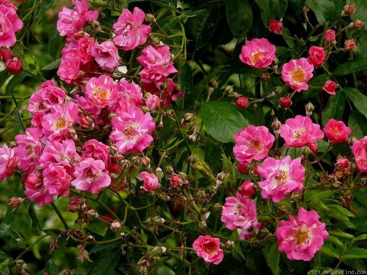 'Lilliput' rose photo