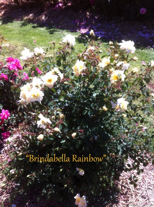 'Brindabella Rainbow' rose photo