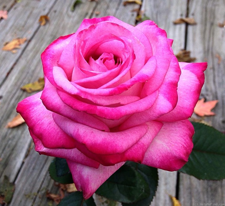'Eddie Edwards (hybrid tea, Wright 2012)' rose photo