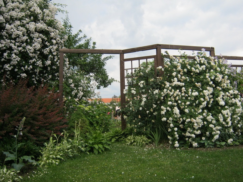 'My Garden'  photo