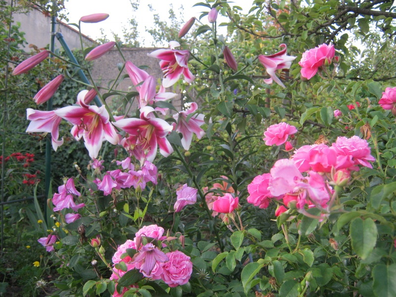 'My Garden'  photo