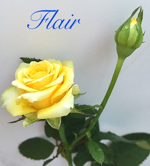 'Flair (Interplant)' rose photo