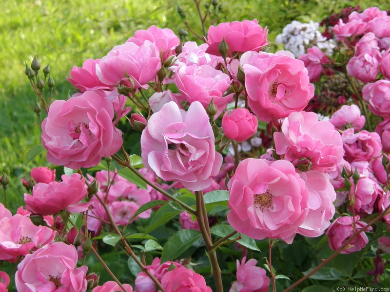 'Angela ® (floribunda, Kordes, 1975/84)' rose photo