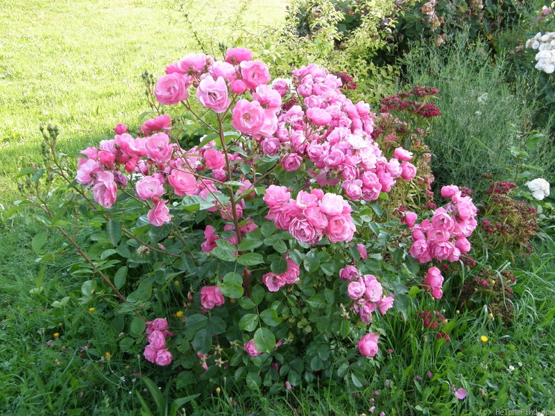 'Angela ® (floribunda, Kordes, 1975/84)' rose photo