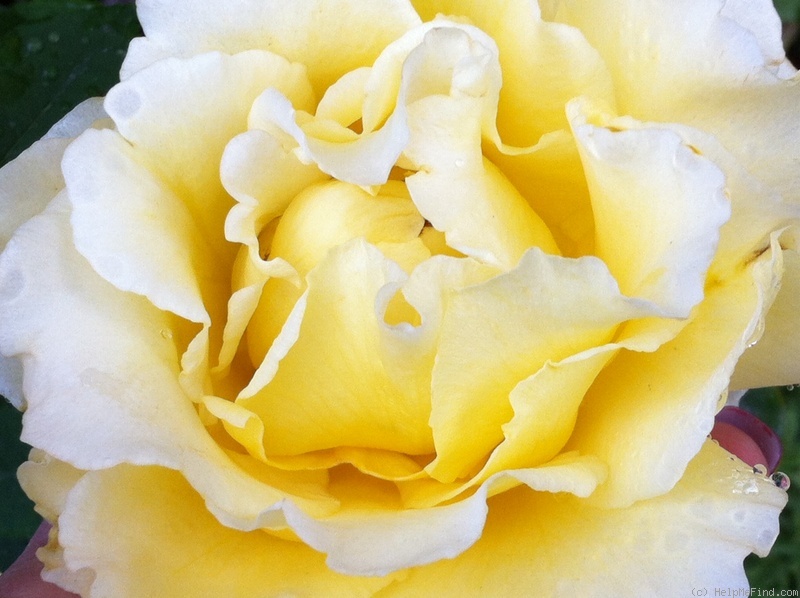 'Graceland (hybrid tea, Warriner, 1986)' rose photo