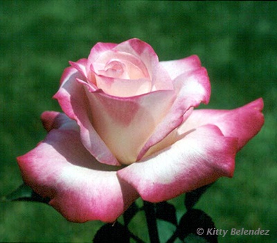 'Agnes Winchel (hybrid tea, Winchel, 1989)' rose photo