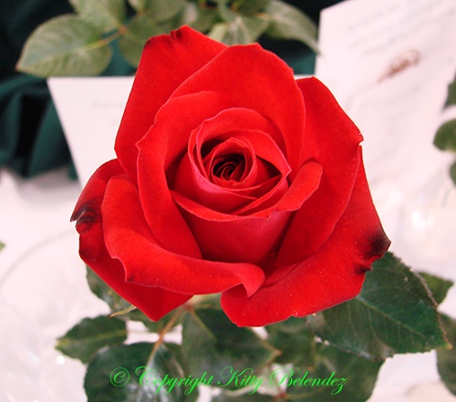 'Tammy Clemons' rose photo