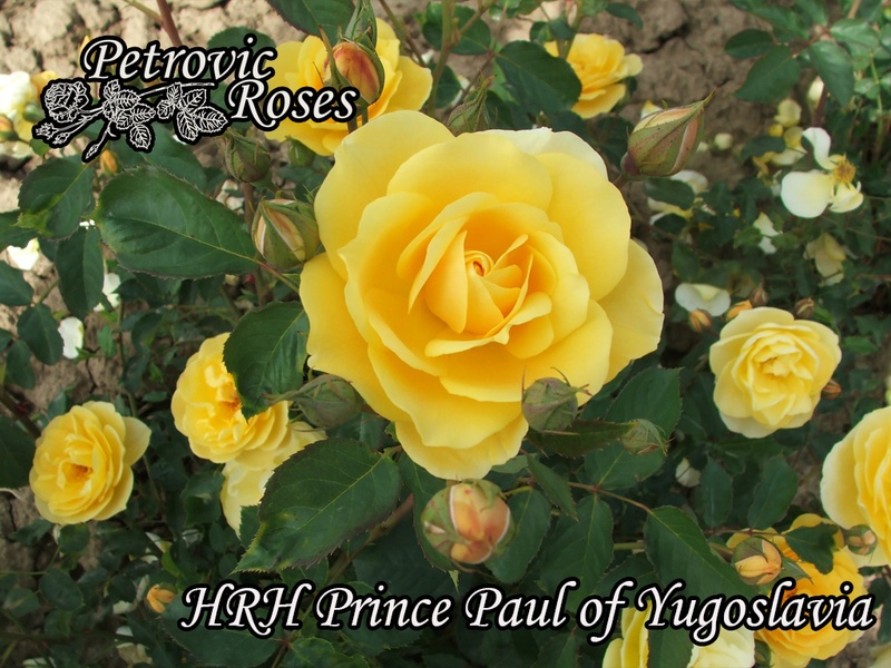'HRH Prince Paul of Yugoslavia' rose photo