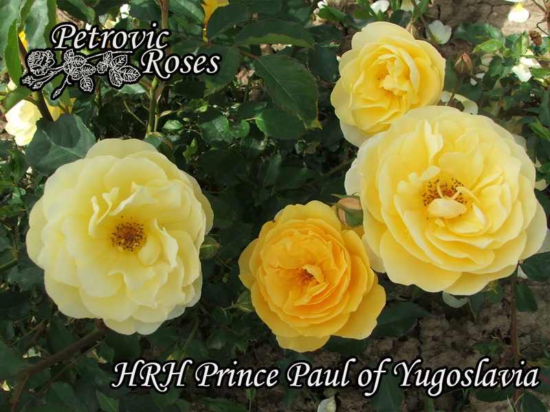 'HRH Prince Paul of Yugoslavia' rose photo