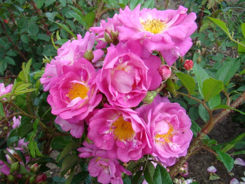'Gardens of Hex ®' rose photo