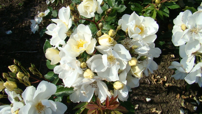 'Elisabeth Oberle' rose photo
