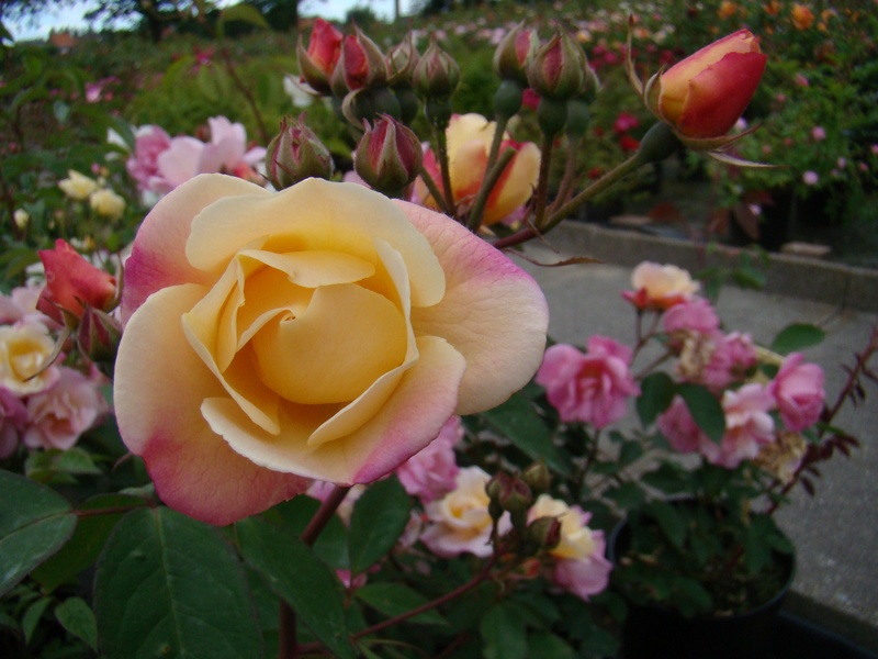 'Apricot Bells' rose photo