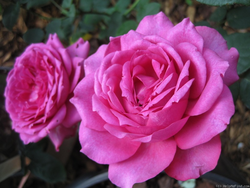 'Wise Portia' rose photo