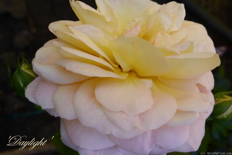'Day Light ® (floribunda, Ilsink, 1991)' rose photo