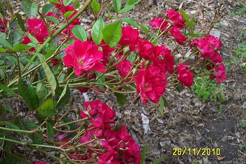 'Miss Edith Cavell (polyantha, De Ruiter, 1914)' rose photo