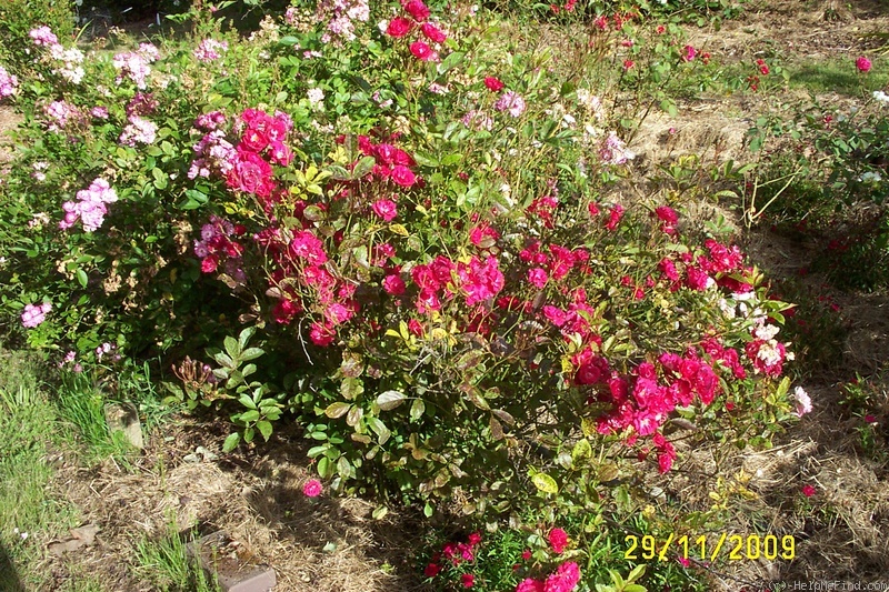 'Miss Edith Cavell (polyantha, De Ruiter, 1914)' rose photo