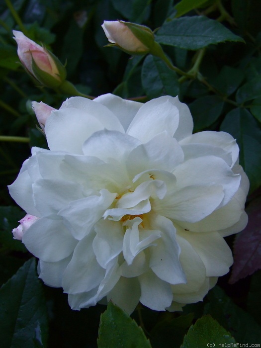 '<i>Rosa moschata</i> 'Autumnalis'' rose photo