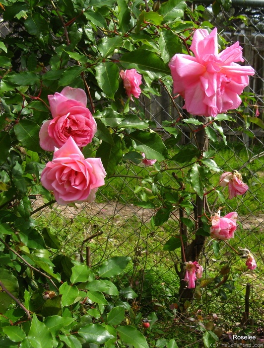 'Bon Silène (Tea, Guerin, 1834)' rose photo