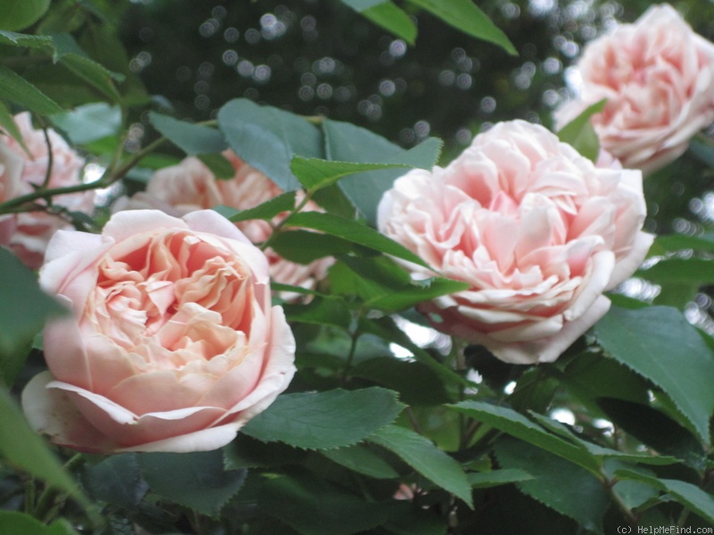 'Elie Beauvilain (Tea Noisette, Beauvilain, 1887)' rose, click to enlarge 'Elie Beauvilain (Tea Noisette, Beauvilain, 1887)' rose photo