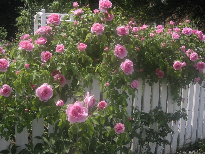 'Gertrude Jekyll ' Rose Photo