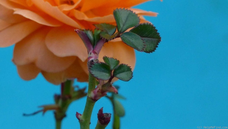 'What a Peach ™' rose photo