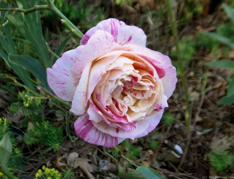 'Hypnotized' rose photo