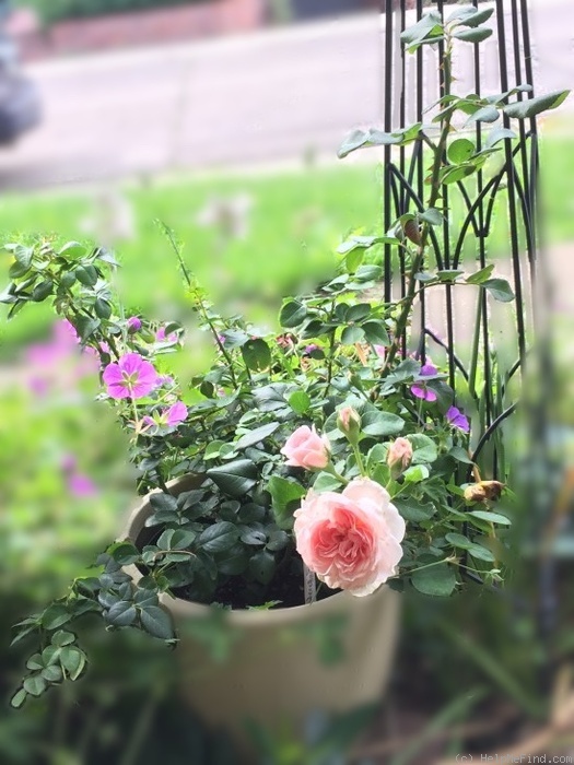 'Cinderella Fairy Tale' rose photo