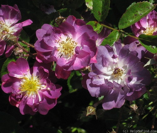 'Verdi (Hybrid Musk, Lens, 1984)' rose photo