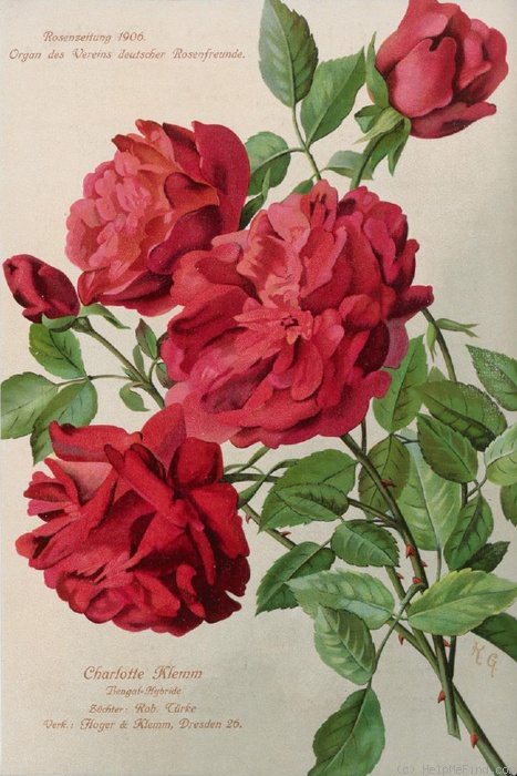 'Charlotte Klemm' rose photo