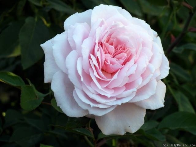 'Quietness' rose photo