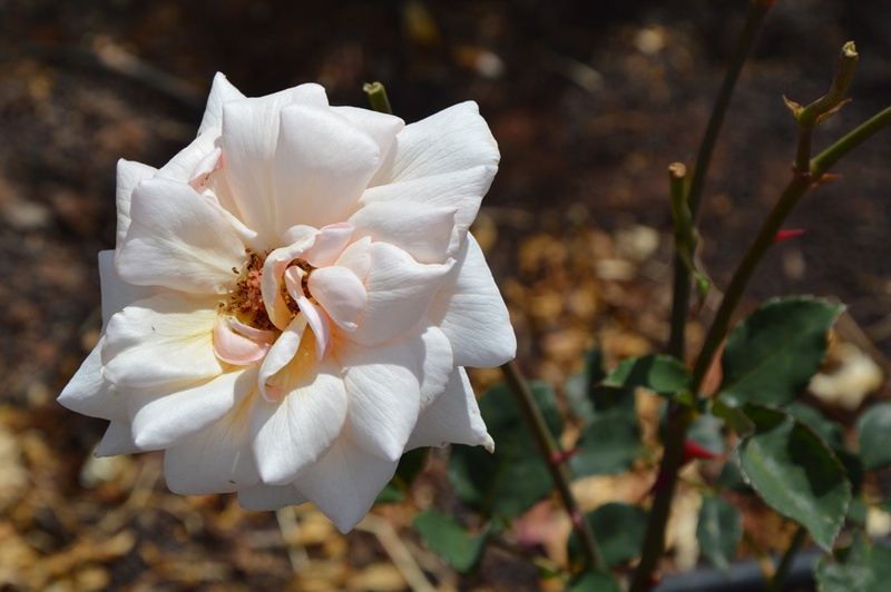 'Busybody' rose photo