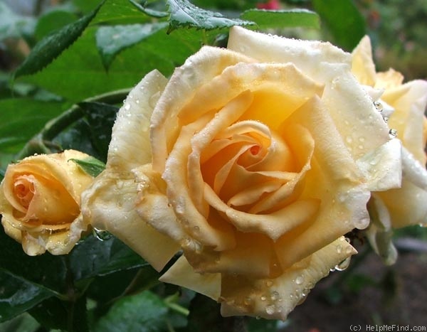'Royden' rose photo
