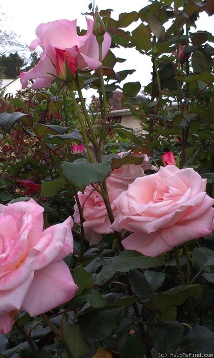 'Sylvia (hybrid tea, Kordes, 1979)' rose photo