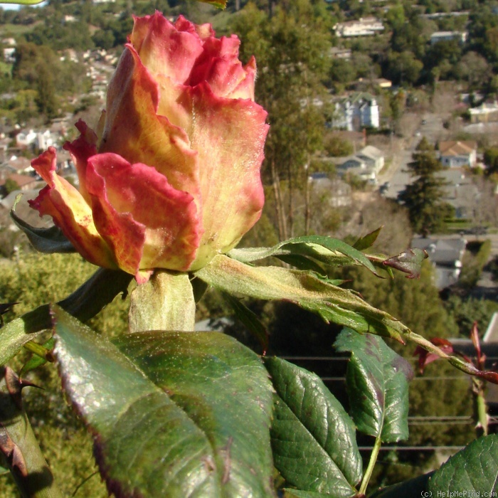 'Mint Julep' rose, click to enlarge 'Mint Julep' rose photo