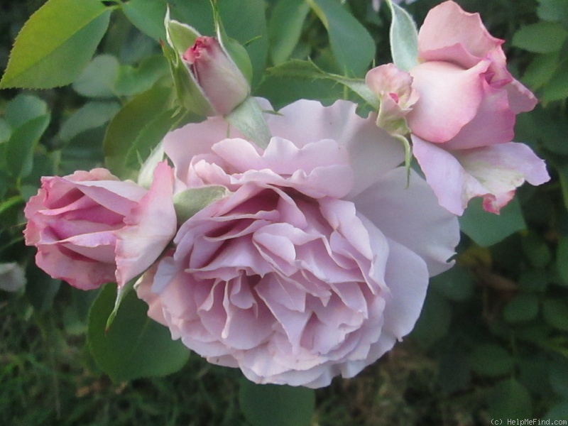 'Love Song (floribunda, Carruth 2011)' rose photo