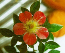 'Ilona ™ (miniature, Martin, 1999)' rose photo