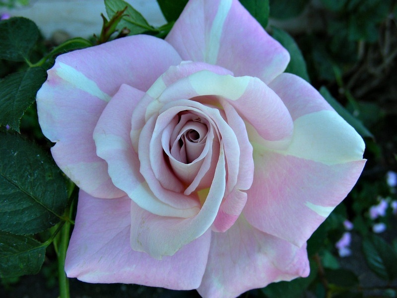 'Lilac Surprise' rose photo