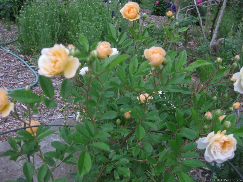 'Ghislaine de Féligonde' rose photo