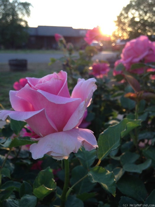 'Bewitched (hybrid tea, Lammerts, 1967)' rose photo