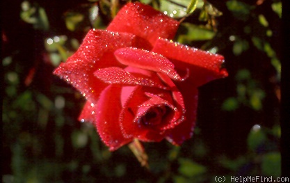 'Achanta ™' rose photo