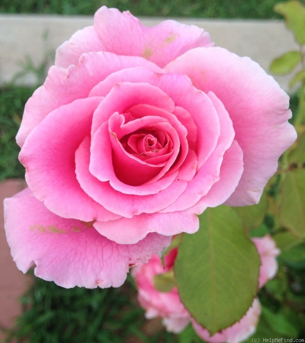 'Bewitched (hybrid tea, Lammerts, 1967)' rose, click to enlarge 'Bewitched (hybrid tea, Lammerts, 1967)' rose photo